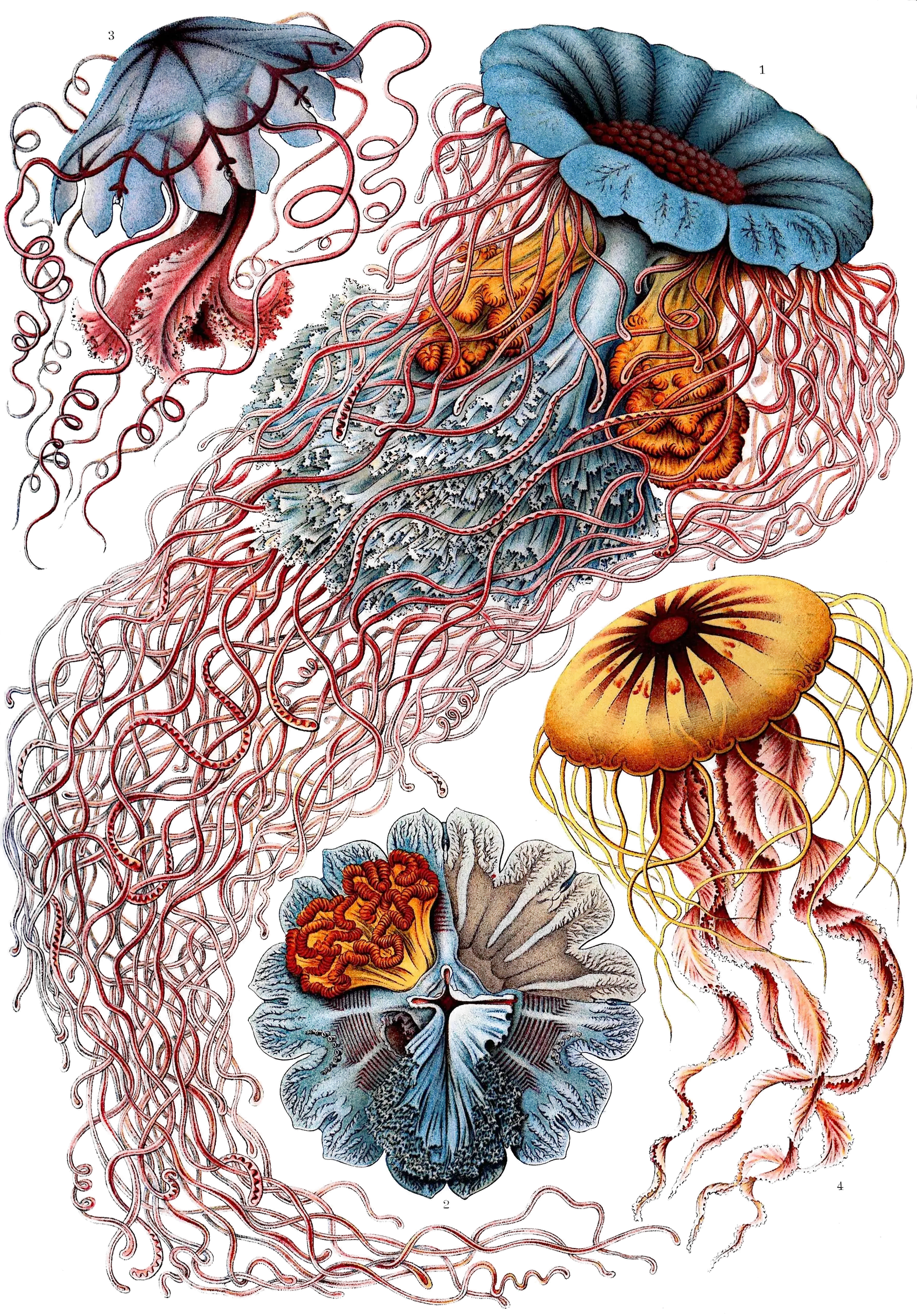 A plate of jellyfish drawn in fine colour: trailing pink tentacles, blue and orange bells, a yellow medusa and a frilled blue disc.