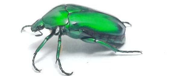 A green flower beetle
