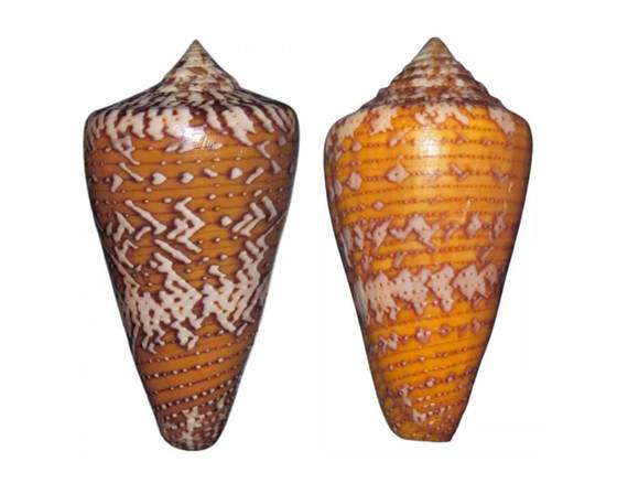 Two cone shells