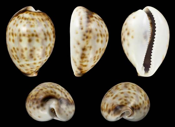 Tiger cowrie shells