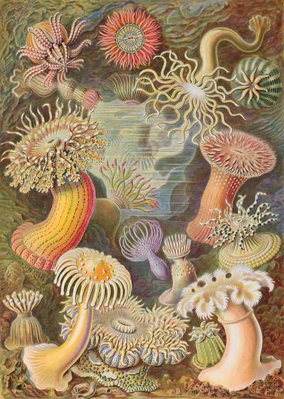 Haeckel's plate of sea anemones