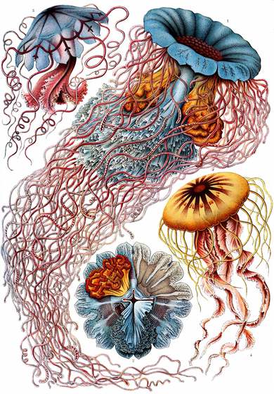 Haeckel's plate of jellyfish