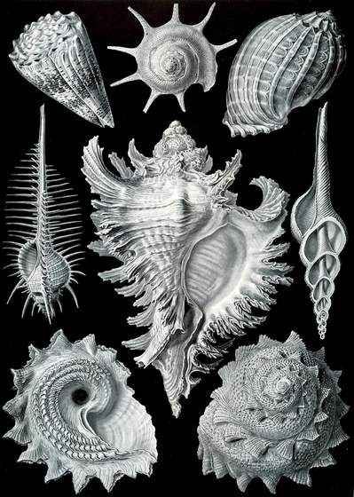 Haeckel's plate of sea snails, white on black