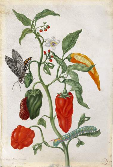 Maria Sibylla Merian's study of peppers