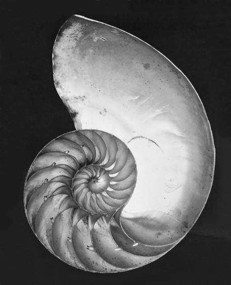 Edward Weston's nautilus shell